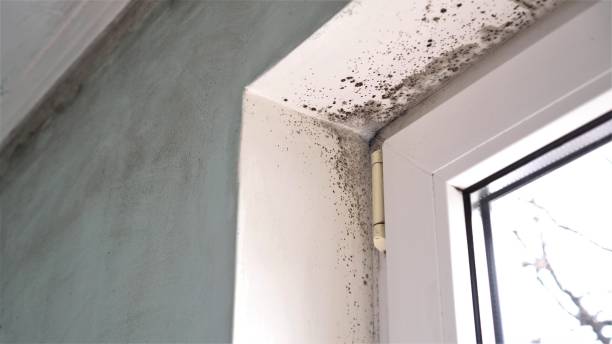 Best Industrial Mold Remediation  in Saline, MI