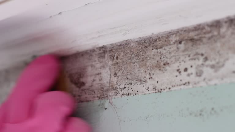 Best Forensic Mold Investigation  in Saline, MI